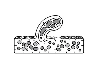 Organelle drawing. It is a line art diagram of various organelles, the specialized subunits within a cell that perform specific functions to sustain life. Vector sketch line art draw.