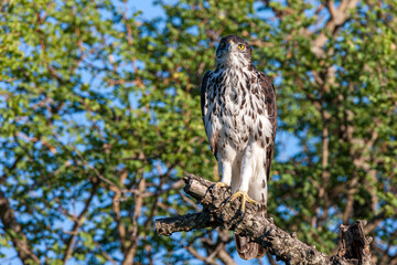 South Africa, Kruger National Park, African Hawk-Eagle (Aquila spilogastra or Hieraaetus spilogaster)