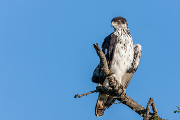 South Africa, Kruger National Park, African Hawk-Eagle (Aquila spilogastra or Hieraaetus spilogaster)