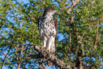 South Africa, Kruger National Park, African Hawk-Eagle (Aquila spilogastra or Hieraaetus spilogaster)