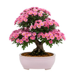 Naklejka premium Pink Chrysanthemum Bonsai Tree: Miniature Plant in Pot