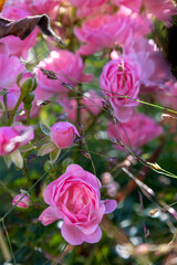 Rosa damascena, more commonly known as the Damask rose, or sometimes as Bulgarian rose, Turkish...