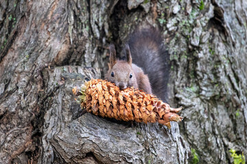 Squirrel holding a pine cone on a tree,木の上で松ぼっくりを抱えるリス