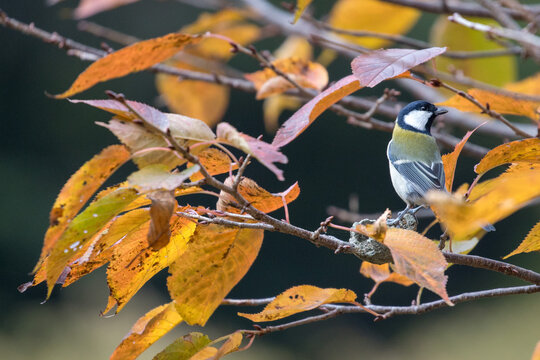 Great tit perched on a branch with autumn leaves,秋の葉に囲まれた枝にとまるシジュウカラ - Powered by Adobe
