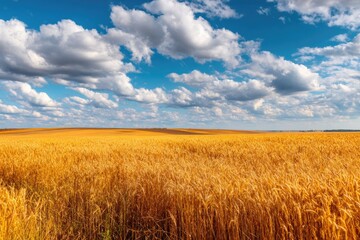 Obraz premium sweeping view of golden wheat fields under bright summer sun, horizon stretching far away.
