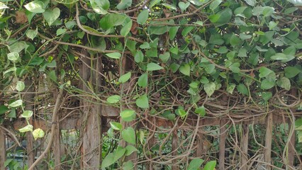 Fototapeta premium Natural photo of climbing vines on a rustic wooden fence, showcasing dense greenery and organic growth. Ideal for eco-friendly design backgrounds, garden blog visuals, or landscaping presentations. Pe
