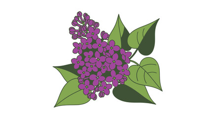 A vibrant purple lilac flower cluster with green leaves, a detailed botanical illustration. © Maryati