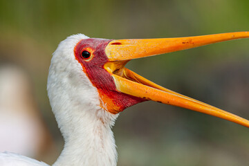 South Africa, Kruger National Park, Yellow-billed Stork (Mycteria ibis)