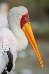 South Africa, Kruger National Park, Yellow-billed Stork (Mycteria ibis)