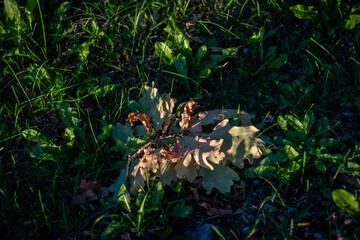 Cluster of dry oak leaves lying on green grass, partially illuminated by evening sunlight, showing natural contrast of textures and colors.