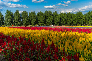 北海道　夏の美瑛の色鮮やかなお花畑　花