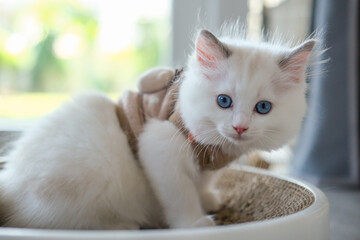 2 months old, ragdoll kitten on the cat scratching board, domestic cat