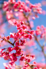 Pink cherry blossoms bloom on a tree branch against a blue sky, capturing the beauty of spring in Japan