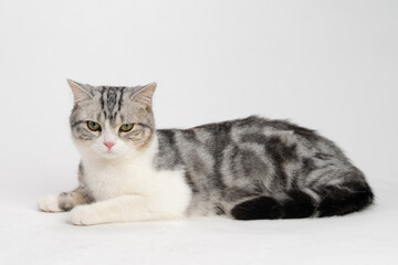 A domestic cat is resting on a plain white background, displaying its patterned fur in shades of...