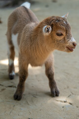 Brown kid, a baby goat standing on the floor