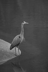 Reiher hält Ausschau