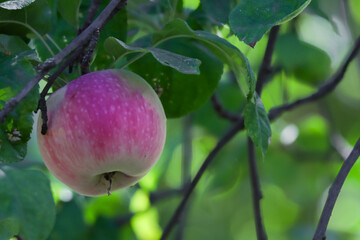 A ripe juicy apple on a branch. Apple harvest season healthy farm fruits. Red  apples hanging ripe on apple tree ready for harvesting and processing into apple juice or to be nibbled on.