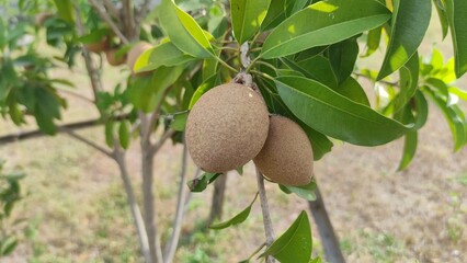 This photo shows fresh sapodilla fruits (Manilkara zapota) hanging on a tree with green leaves. It represents tropical farming, organic food, and natural harvest. Perfect for agriculture projects, 