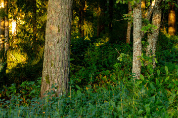 Dense forest scene with tall tree trunks, green foliage, and sunlight filtering through branches, creating a peaceful natural woodland atmosphere.