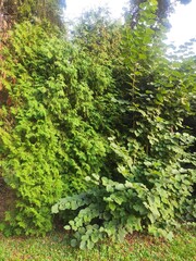 Obraz premium Beautiful nature photos