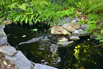 Petit bassin au jardin d'eau en été