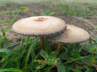 Close-Up of Wild Mushrooms Growing on Grass in Nature
