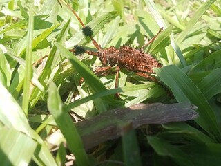 Insect 