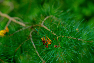 Macro view of green pine needles in a forest, with a small yellow autumn leaf caught among them, highlighting seasonal contrast.