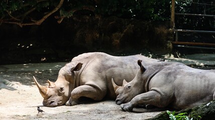 close up of two rhinos lying on the ground resting with small black bird right next to it in the enclosure of Singapore Zoo