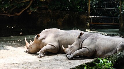 Fototapeta premium close up of two rhinos lying on the ground resting with small black bird right next to it in the enclosure of Singapore Zoo