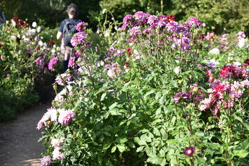 Dahlias roses et violets au jardin en été