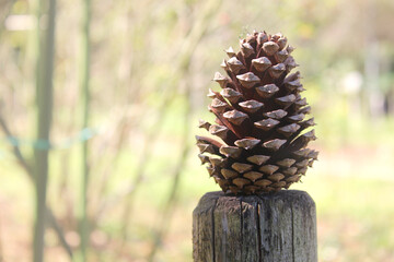 柵の上の大きな松ぼっくり 公園 植物 芝生