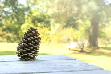 Fotobehang Goud Geel テーブルの上の大きな松ぼっくり 公園 植物 芝生 秋  © Painter's texture
