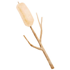 Watercolor Illustration of a Cattail Plant