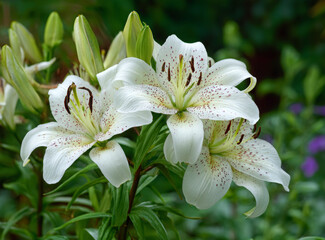 Fototapeta premium White Stargazer Lily Flower with Pink Spots on Green Stem