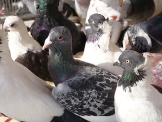 pigeons in the park