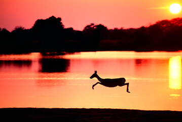 antelope at sunrise © Raphael