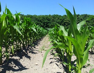 Row of corn plants under a bright blue sky