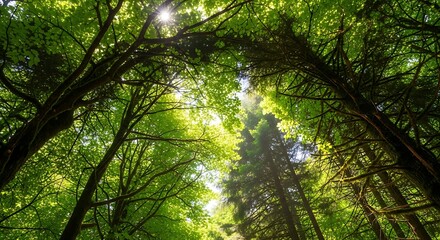 Obraz premium Sunlight filtering through lush green forest canopy.