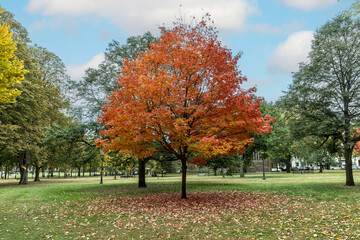 Naklejka premium trees in indian summer colors at park of Yale University, New Haven