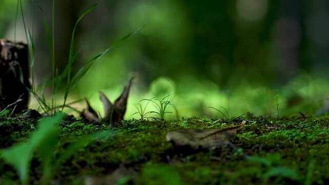 苔むした森の小さな世界と木漏れ日