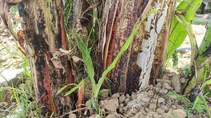 Obraz premium This photo shows a fresh banana shoot growing beside a tree. Perfect for agriculture blogs, farming education, eco-projects, and plant growth studies.