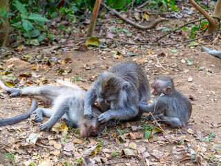 The Sacred Monkey Forest Sanctuary is a nature reserve and temple complex in Ubud, Bali, home to over 1260 long-tailed macaques