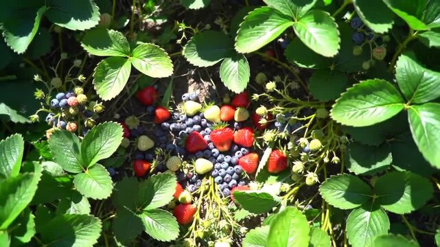 Strawberry blueberry heart pattern