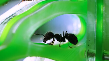 The ant queen close-up side view. Ant soldier. Colony of black reapers messor structor ants in a green acrylic Formicarium. Observation of the stages of development from eggs to adult. Family care.