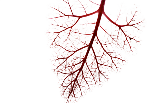 Intricate Red Veined Leaf Skeleton with White Lace Detail leaf veins natural pattern isolated on a transparent background