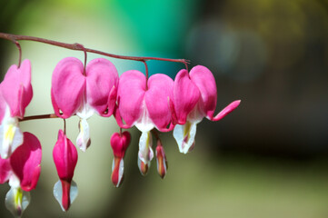 Eine Reihe von Tränenden Herzen-Blüten
