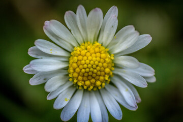 Obraz premium Makroaufnahme einer Gänseblümchen-Blüte im Detail