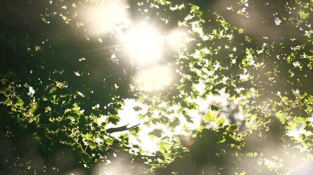 Sun shining through trees and green leves during summer