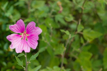 Obraz premium Eine einzelne pinke Blüte im Fokus